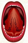 Velvet tongue logo